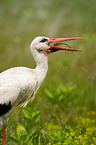 white stork