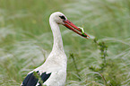 white stork