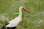 white stork