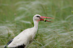 white stork