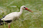 white stork