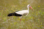 white stork