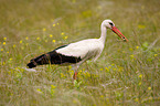 white stork