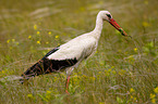 white stork