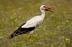 white stork