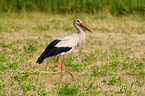 white stork