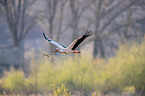 flying white stork