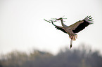 flying white stork