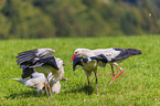 white storks