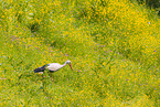 white stork