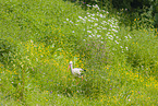 white stork