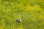 white stork