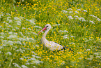 white stork