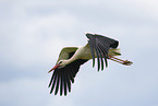 white stork