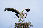 mating white storks