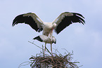 mating white storks