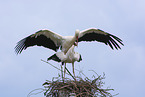 mating white storks