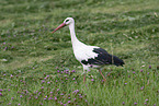 white stork