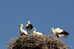 white storks