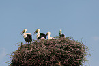 white storks