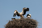 white storks