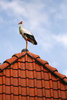 white stork