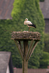 White Stork