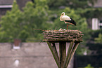 White Stork