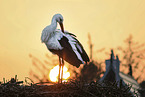 white stork