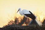 white stork