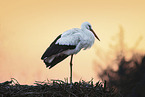 white stork
