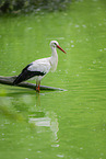 White stork