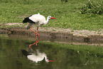 white stork
