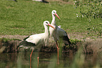 white stork