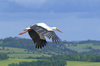 white stork