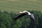 white stork