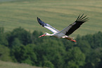 white stork