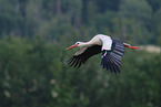 white stork