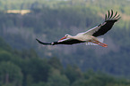 white stork