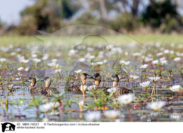 white-backed ducks / MBS-19021