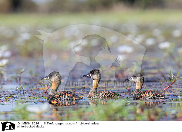 Weircken-Pfeifgnse / white-backed ducks / MBS-19024