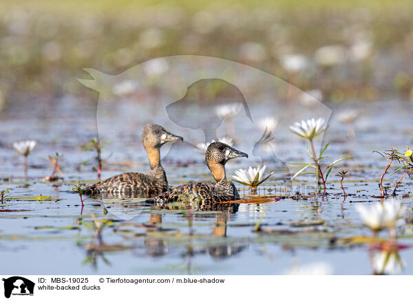 white-backed ducks / MBS-19025