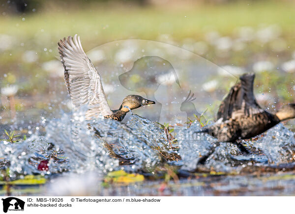 Weircken-Pfeifgnse / white-backed ducks / MBS-19026