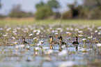 white-backed ducks