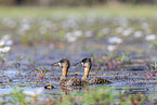 white-backed ducks