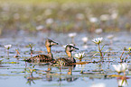 white-backed ducks