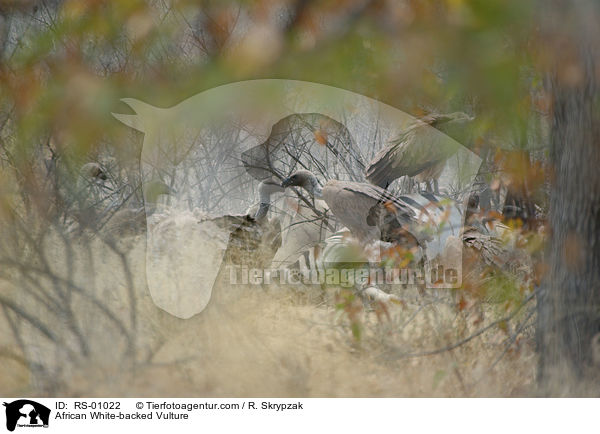 Weirckengeier / African White-backed Vulture / RS-01022