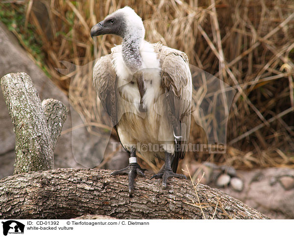 white-backed vulture / CD-01392
