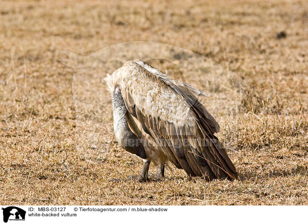 Weirckengeier / white-backed vulture / MBS-03127