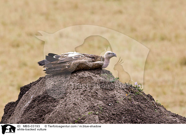white-backed vulture / MBS-03193